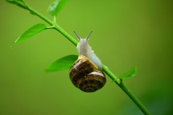 Les Escargots de Marco